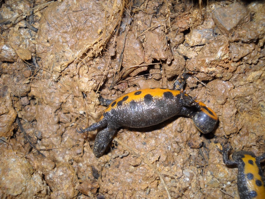 Triturus carnifex in unkenreflex